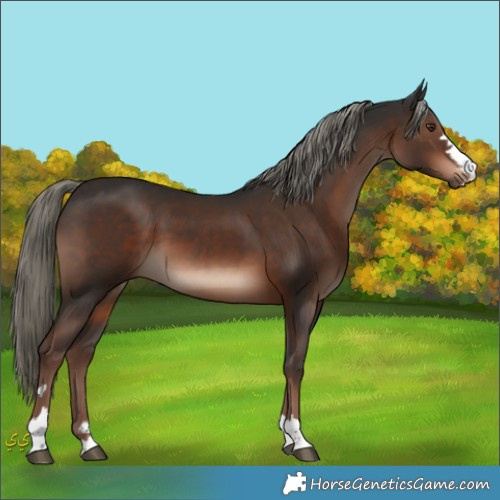 Horse Color:Liver Chestnut Mushroom 