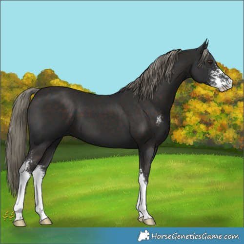 Horse Color:Liver Chestnut Mushroom Sabino 