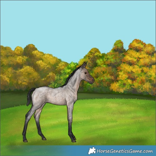 Horse Color:Brown Roan Dun 