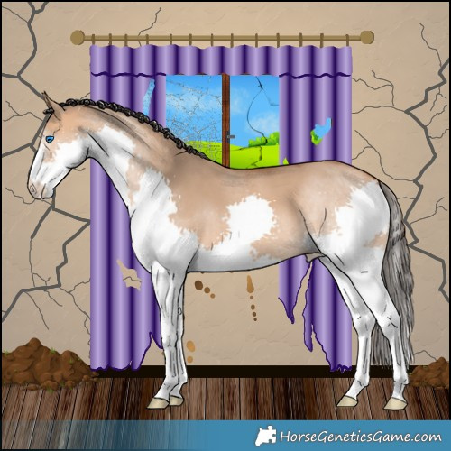 Horse Color:Bay Dun Splash