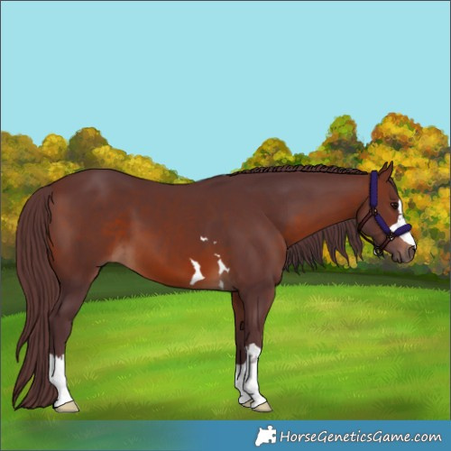 Horse Color:Chocolate Brown