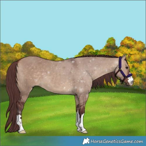 Horse Color:Chocolate Bay Dun 