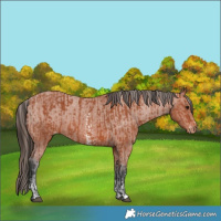Horse Color:Bay Sabino Rabicano and Bay Sabino Appaloosa Rabicano