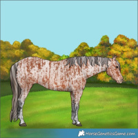 Horse Color:Bay Sabino Rabicano  and Bay Sabino Appaloosa Rabicano 