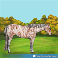 Horse Color:Bay Sabino Rabicano  and Bay Sabino Appaloosa Rabicano 