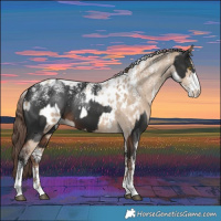 Horse Color:Powder White Liver Chestnut and Powder White Brown Dun Appaloosa Rabicano