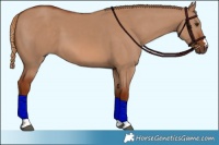 Horse Color:Red Dun 