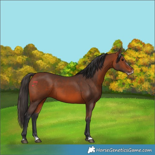 Horse Color:Bay Splash Frame Rabicano 