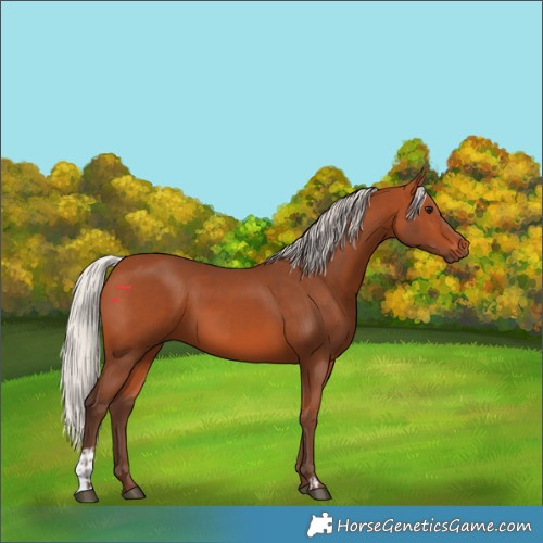 Horse Color:Silver Bay  and Silver Bay 