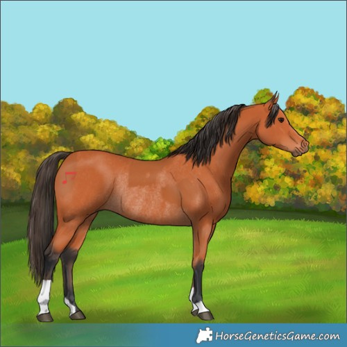 Horse Color:Bay Rabicano  and Bay Rabicano 