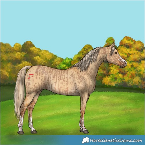 Horse Color:Red Dun Rabicano  and Palomino Dun Rabicano 