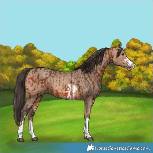 Horse Color:Bay  and Amber Champagne 