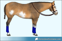 Horse Color:Buckskin Splash Frame Rabicano 
