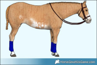 Horse Color:Chestnut Frame  and Chestnut Frame 
