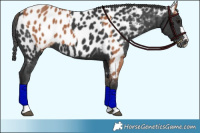 Horse Color:Bay Appaloosa  and Black Appaloosa 