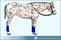 Horse Color:Buckskin Near Leopard  and Bay Near Leopard 