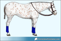 Horse Color:Bay Appaloosa  and Bay Appaloosa 