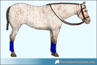 Horse Color:Bay Roan Dun  and Amber Champagne Roan Dun 
