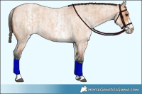 Horse Color:Bay Roan Dun  and White Spotted Bay Roan Dun 