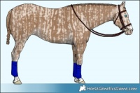Horse Color:Smoky Creme  and Gray Smoky Creme 