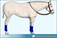 Horse Color:Smoky Creme  and Perlino 