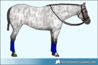 Horse Color:Grullo Roan  and Grullo Roan Appaloosa 
