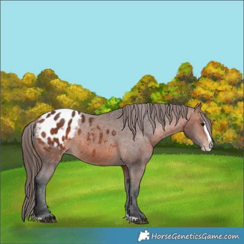Horse Color:Bay Splash Frame Appaloosa Rabicano 