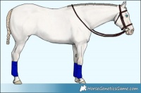 Horse Color:Smoky Creme Roan Dun  and Smoky Creme Roan Dun 