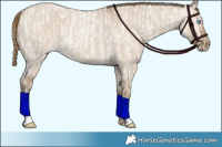 Horse Color:Smoky Creme Roan Dun  and Gray Smoky Creme Roan Dun 
