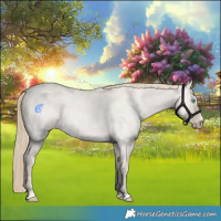 Horse Color:Smoky Creme Roan Dun and Smoky Creme Roan Dun