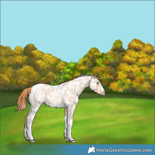 Horse Color:Gold Champagne Roan Dun Splash Tobiano Frame Near Leopard Rabicano 