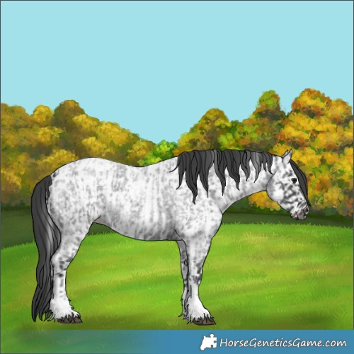 Horse Color:Blue Roan Tobiano  and Blue Roan Tobiano Near Leopard 