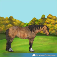 Horse Color:Bay  and Buckskin 