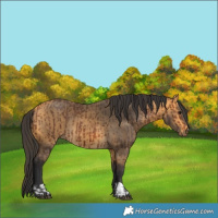 Horse Color:Bay  and Buckskin 