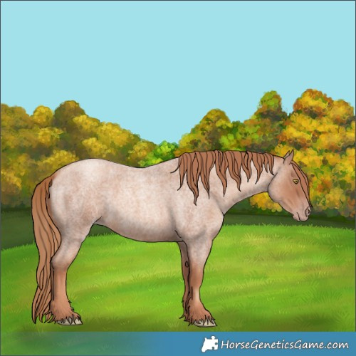 Horse Color:Gold Champagne Roan 