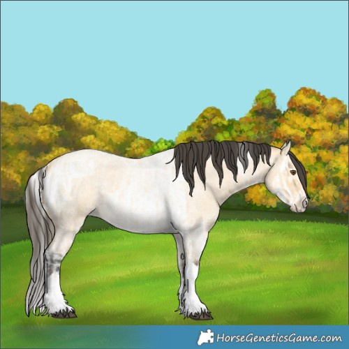 Horse Color:Buckskin Roan Dun Tobiano  and Buckskin Roan Dun Splash Tobiano 