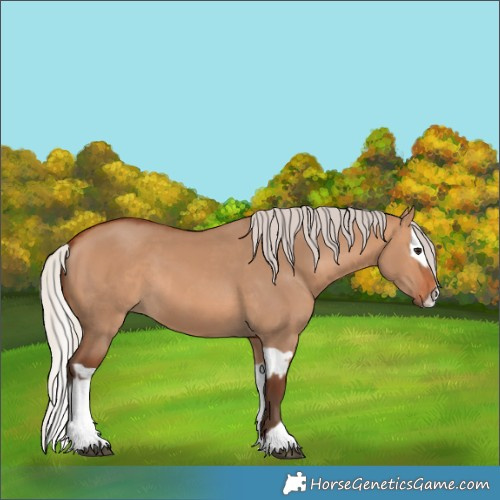Horse Color:Silver Bay Dun  and Silver Bay Dun Splash 