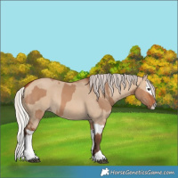 Horse Color:Silver Bay Dun  and Silver Bay Dun Splash 