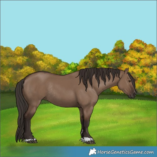 Horse Color:Liver Red Dun Rabicano 