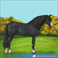 Horse Color:Black 