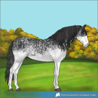 Horse Color:White Spotted Blue Roan Rabicano  and White Spotted Black Tobiano Rabicano 