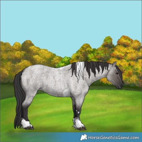 Horse Color:Grullo Roan Tobiano  and Smoky Grullo Roan Tobiano 