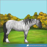 Horse Color:Grullo Roan Tobiano and Blue Roan Tobiano