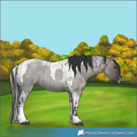 Horse Color:Grullo Roan Tobiano  and Grullo Roan Tobiano 