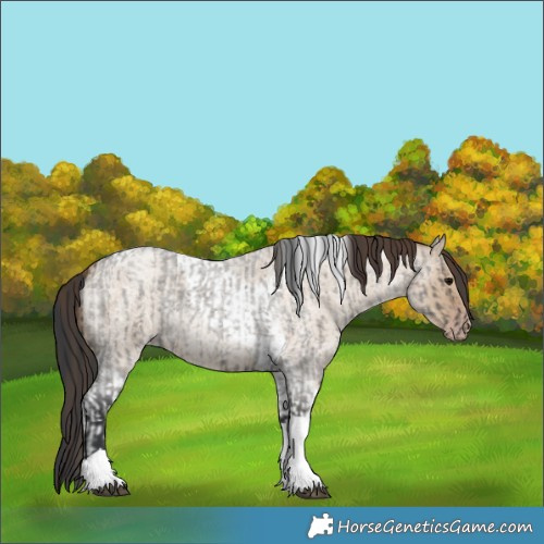Horse Color:Grullo Roan Tobiano  and Classic Champagne Roan Dun Tobiano 