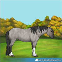 Horse Color:Grullo Roan Tobiano 