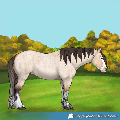 Horse Color:Bay Roan Dun Splash  and Bay Roan Dun Splash 