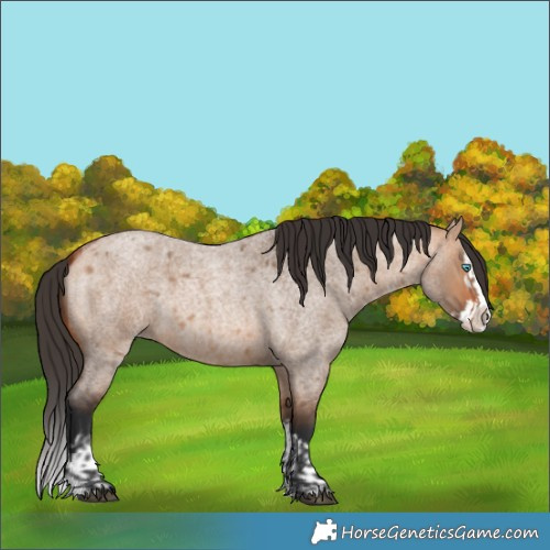 Horse Color:Bay Roan Dun Splash  and Bay Roan Dun Splash 