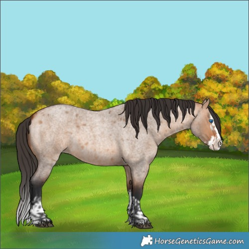 Horse Color:Bay Roan Dun Splash  and Bay Roan Dun Splash 