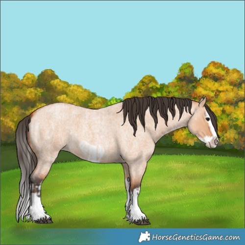 Horse Color:Bay Roan Dun Splash  and Bay Roan Dun Splash Frame 